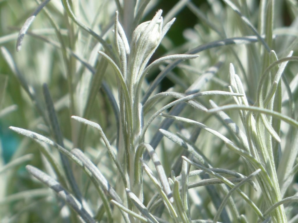 Olasz curry növény, azaz Helichrysum italicum