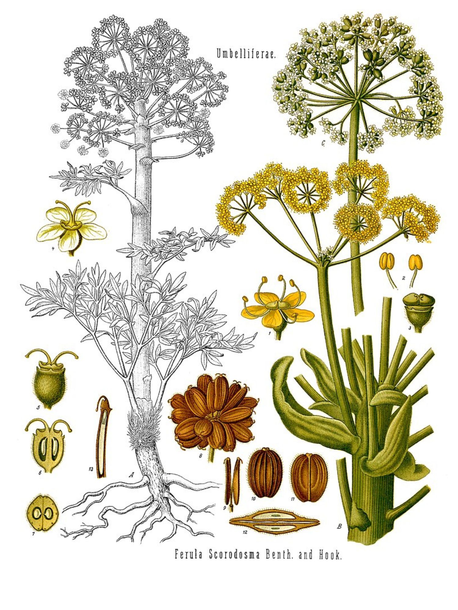 hing, vagy más néven asafoetida növény