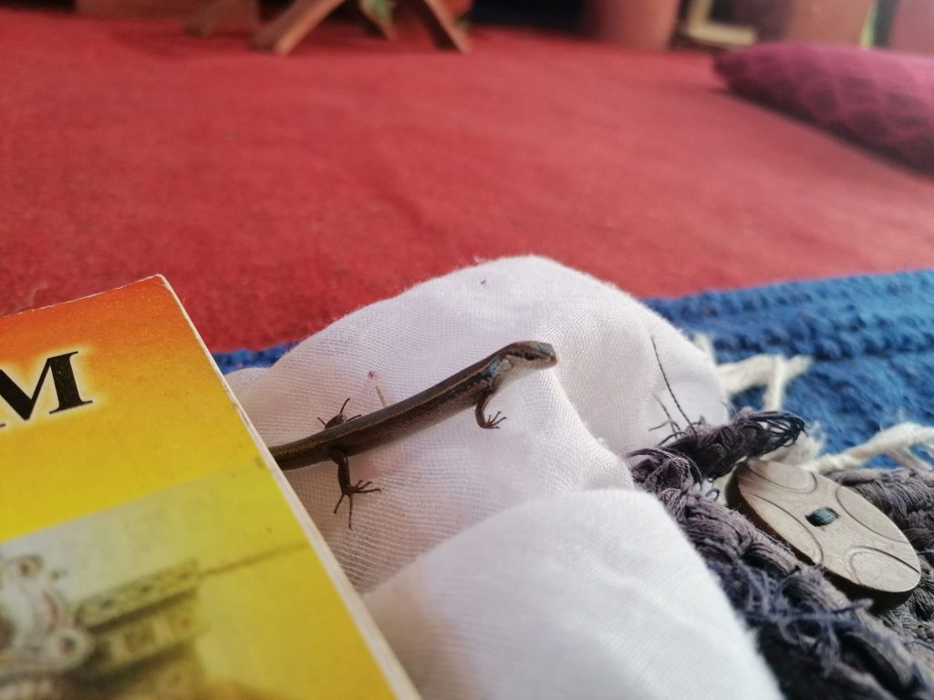 Vendég a chanting alatt