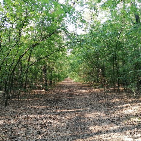 Napló indiai elvonulásomról 29. Lezárult egy csodás év